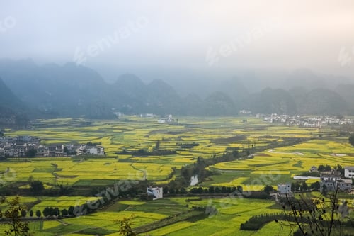 Preview: yunnan landscape of rapeseed flowers field