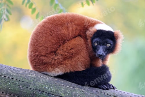 Preview: The red ruffed lemur (Varecia rubra)