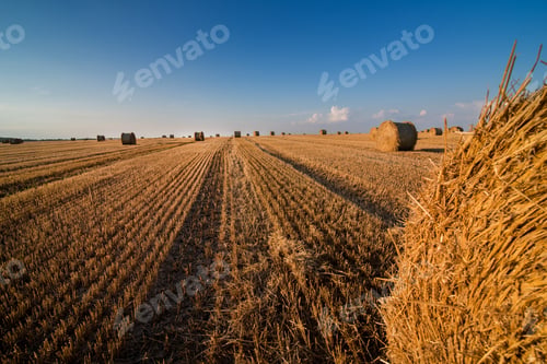 Preview: stubble lines and straw rolls, top view from roll