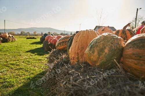 Preview: Warty or pimpled pumpkins piled on straw bales.