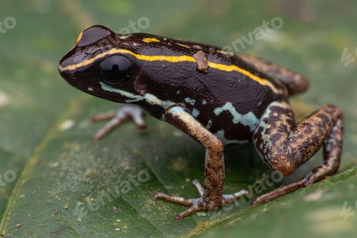 Preview: Amphibian, a green frog atop a green leaf