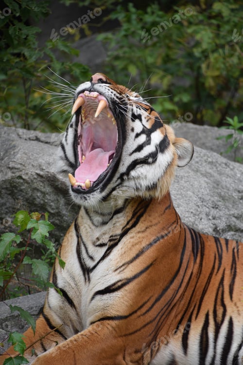 Preview: Close up front portrait of Indochinese tiger