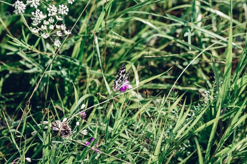 Preview: Marbled white butterfly