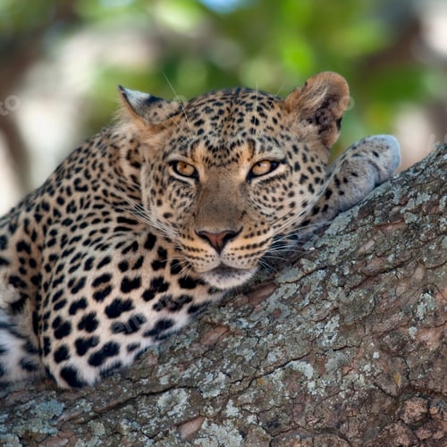 Preview: Close-up of a leopard lying in branch of tree