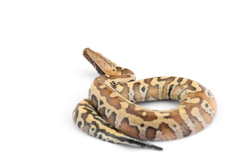Preview: Sumatran Short Tail Python isolated on white background