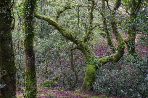 Preview: Mighty centennial oak covered with moss