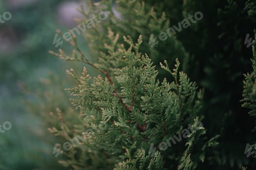 Preview: bright green texture of natural greenery of the needles of Thuja occidentalis
