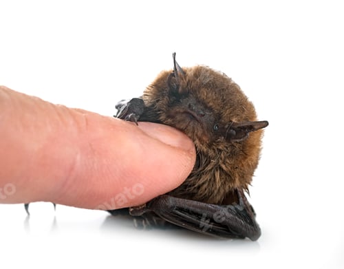 Preview: Pipistrellus pipistrellus in studio