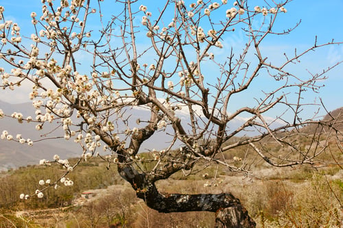 Preview: Cherry blossom in Jerte Valley, Caceres. Spring in Spain. Season