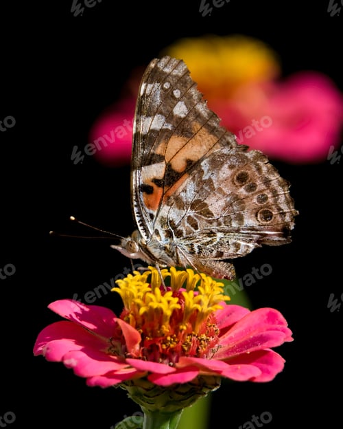 Preview: Painted Lady Butterfly on Pink Zinnia Flower