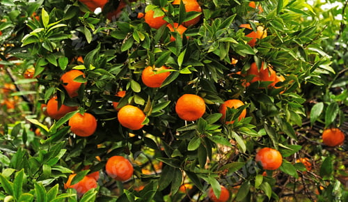 Preview: Orange mandarin fruits and green leaves on mandarin tree - Citrus reticulata - branch.