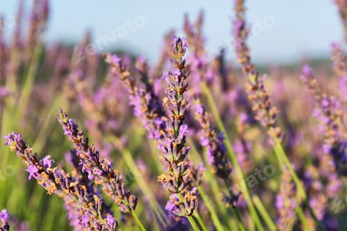 Preview: Close up of lavender plant near Puimoisson, Provence, France