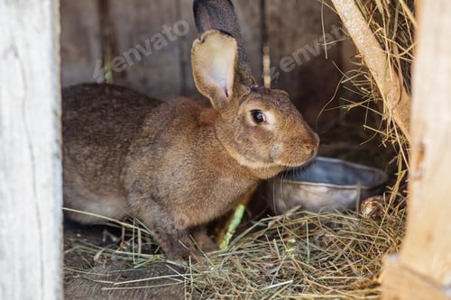 Preview: Brown Rabbit in Wooden Hutch with Hay