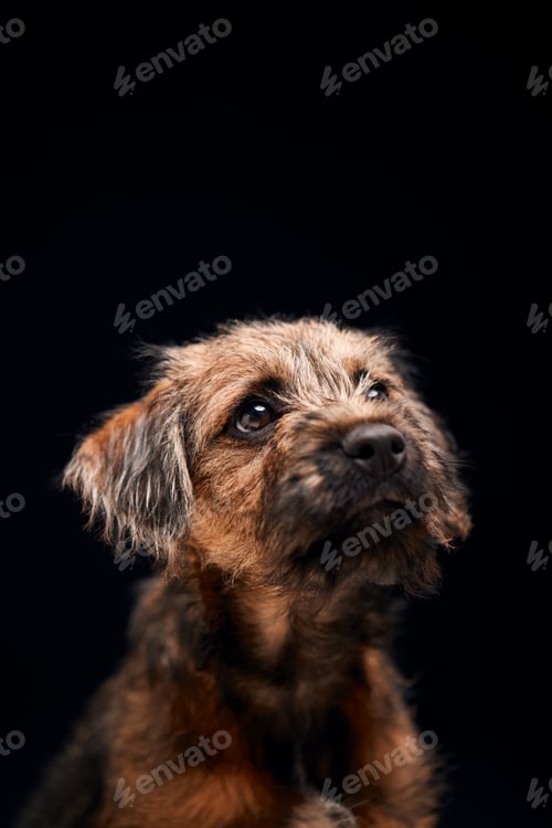 Preview: Close Up Studio Portrait Of Border Terrier Puppy Against Black Background