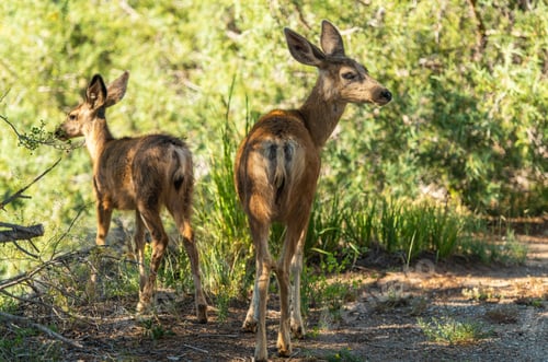Preview: Colorado Wild Deers
