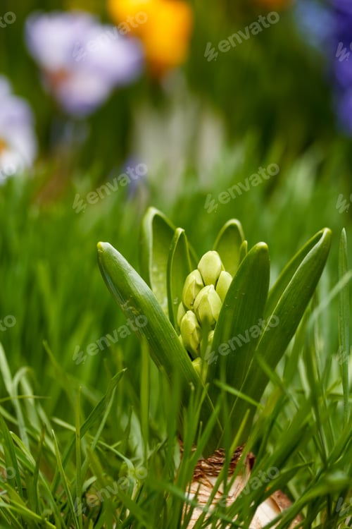 Preview: White hyacinth flower