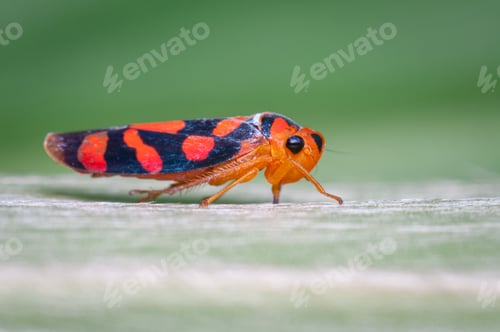 Preview: Small red insect perched on a green leaf