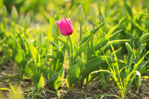 Preview: Beautiful fresh tulip with water drops on field. Blooming spring flowers