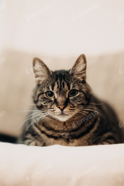 Preview: Brown Bengalese cat sitting on the couch