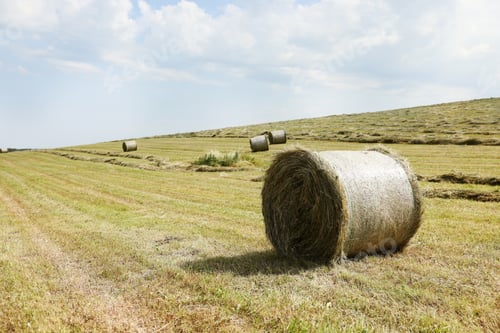 Preview: Hay bales on green grass in field. Space for text