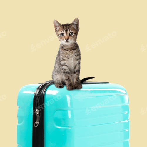 Preview: Cute kitten on turquoise suitcase against pale yellow background