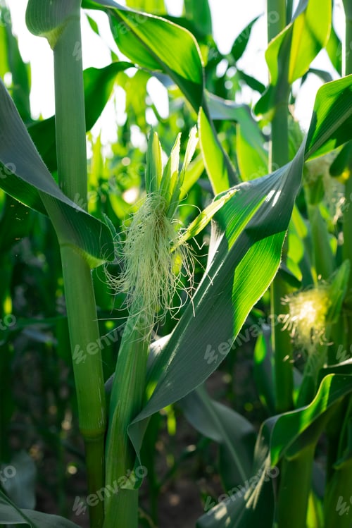 Preview: Agricultural land of green corn farm. Corn stalks close up. cultivated fields.