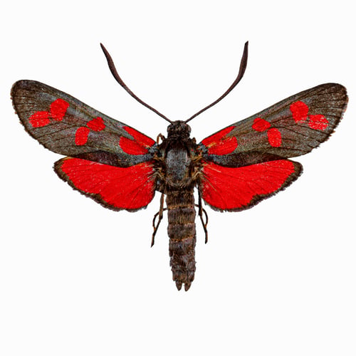 Preview: Six-spot burnet