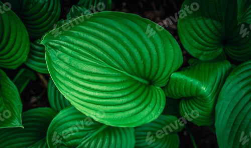 Preview: Natural background, fresh green leaves top view.