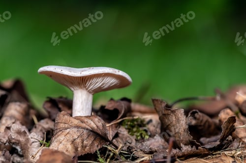 Preview: Closeup of a clouded agaric (Clitocybe nebularis) growing in wilted leaves on the ground