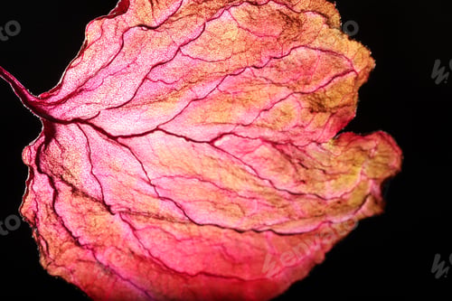 Preview: Dry Leaf Texture Abstract Background