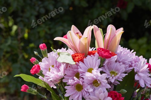 Preview: Beautiful colorful flowers at the Garden