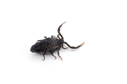 Preview: African venom Scorpion isolated on white background