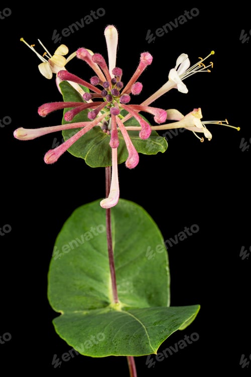 Preview: Flowers of honeysuckle, lat. Lonicera caprifolium, isolated on black background