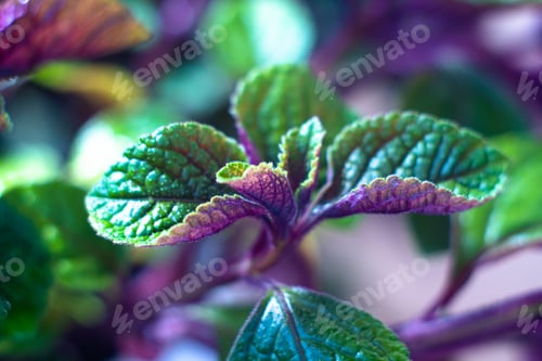 Preview: Homeplant Leaves Close-Up, Green And Violet Natural Plants Macro