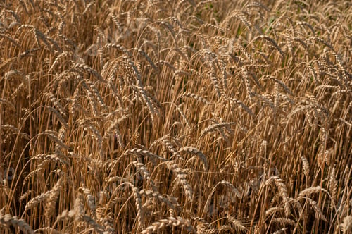 Preview: ripe wheat field in the phase of full maturity before harvesting