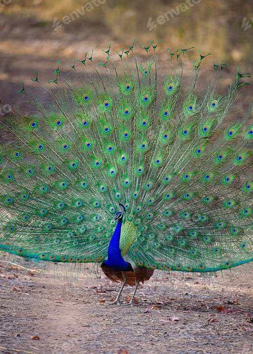 Preview: Peacock Displays Feathers in Natural Outdoor Setting