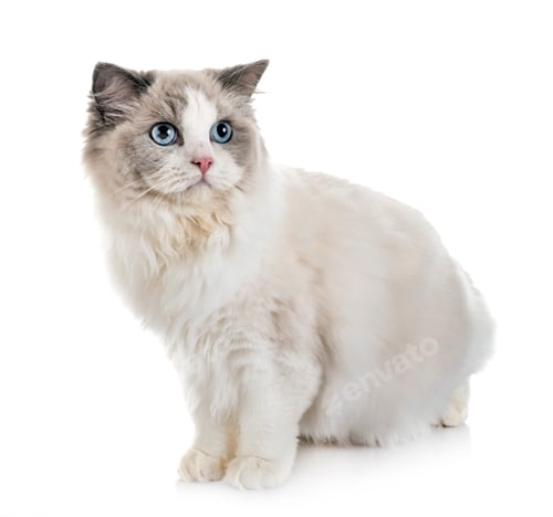 Preview: ragdoll cat in studio