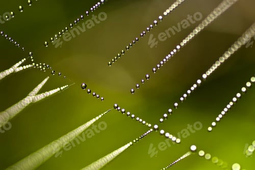 Preview: Dew on Spider Web