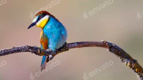Preview: Bee-eater