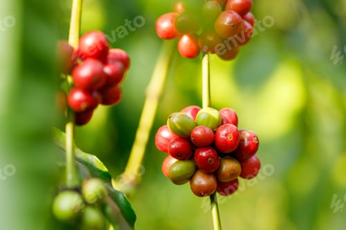 Preview: Robusta Coffee beans ripening on tree in North of thailand