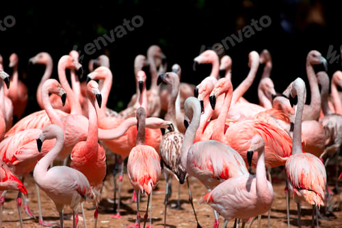 Preview: Large Group of Pink Flamingos Together Outdoors