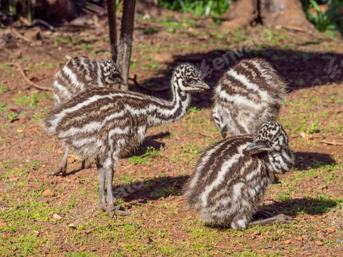 Preview: Four Young Emu Chicks