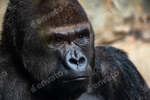 Preview: Male western gorilla looking around, Gorilla gorilla gorilla
