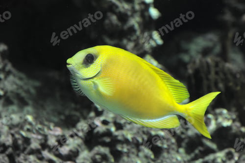 Preview: Coral rabbitfish