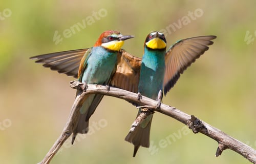 Preview: Bee-eater, Merops apiaster. One of the most colorful birds.