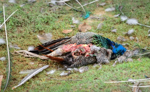 Preview: Dead peafowls rotting carcass on the ground, Victim of a hungry leaopard at Yala national park,