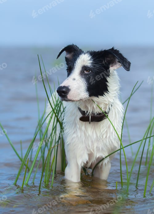 Preview: Puppy