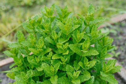 Preview: Green Mint Leaves Close-up. Apple Organic Mint Grows in the Garden in Summer