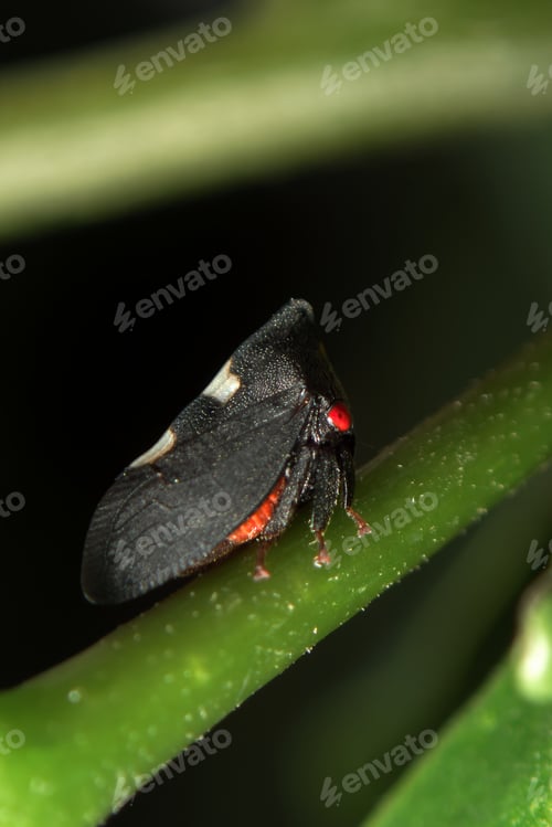 Preview: Membracis insect perched on a green leaf in its natural habitat during daylight hours