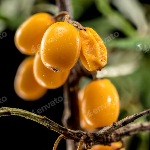 Preview: Sea Buckthorn Berries on Branch isolated on black background